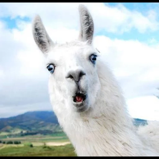 the face, der lama, the alpaca, the alpaca, the story maker