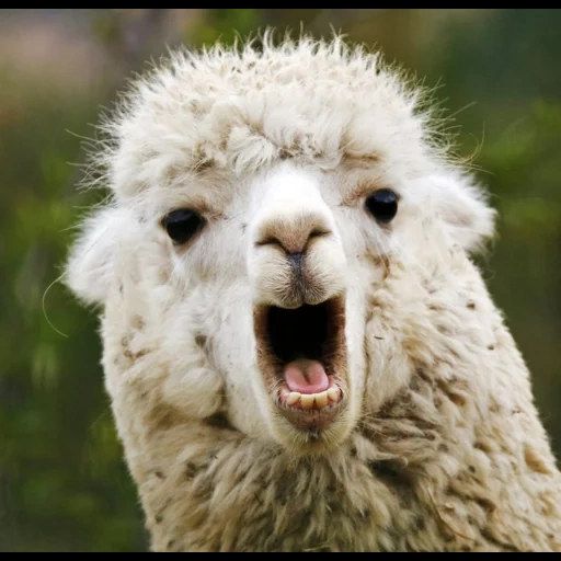 alpaca, alpaka is asleep, alpaci deer, funny alpacas, alpaca smiles