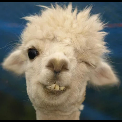 the alpaca, the alpaca, süßes alpaka, lama-tiere, lama lächelt