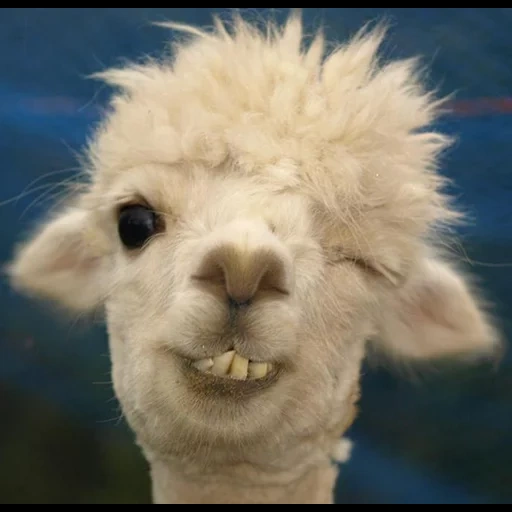 alpaca, alpaca, alpaca carino, animali di lama, lama sorride