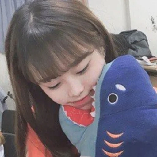 twitter, jouet de requin, oreiller de requin, le jouet de requin est doux, requin jouet en peluche