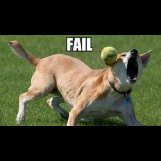 dog, бег собакой, собака фрисби мем, мем двумя собаками, собака бежит за мячом