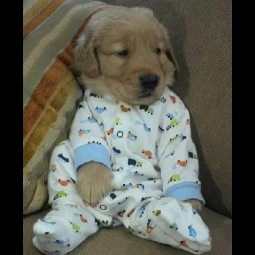 животные, пижама собак, щенок пижаме, веселые животные, милые собаки пижамах