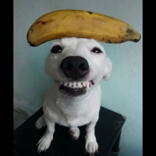 собака улыбака, улыбающаяся собака, белая собака улыбается, собака улыбака джек рассел, собака страшненькая улыбается