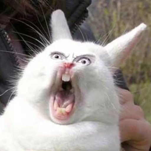 орущий заяц, орущий кролик, бубенчик кролик, кричащий кролик, орущий заяц мем