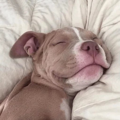 pitbull, спящая собака, питбуль щенок, спящие животные, смешные животные