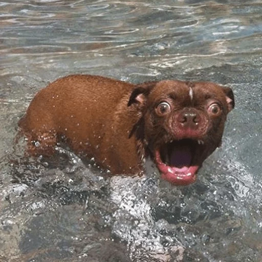 смешные собаки, собака веселая, купаться прикол, смешные животные воде, смешные моменты собаками