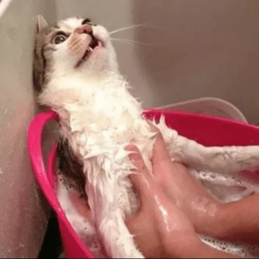 кот, кошка, мокрый кот, мокрая кошка, смешные мытые коты
