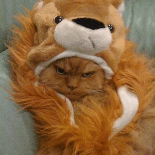 кот лев, злой рыжий кот, кот костюме льва, гарфилд порода кота, котик костюме льва ест торт