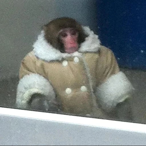 monkey meme, обезьяна куртке, обезьянка тулупе, мем ikea обезьяна, мартышка пуховике