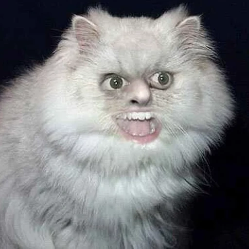 злой кот, мемы котом, персидский кот, персидская кошка, упоротый кот мем