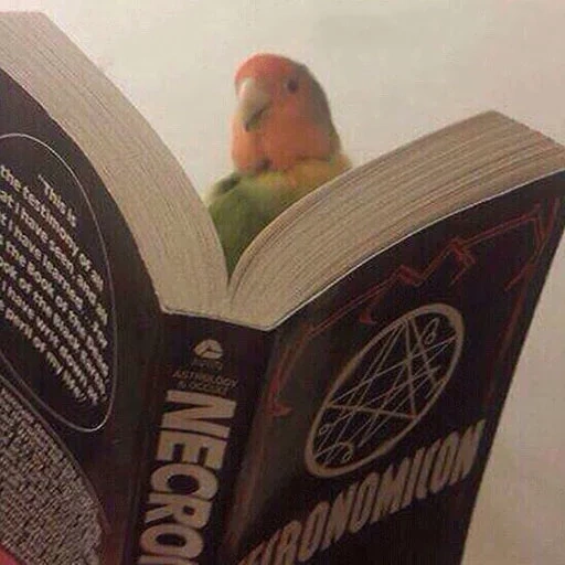 птица, тетрадь, птица смешная, попугай смешной, попугай книгой мем