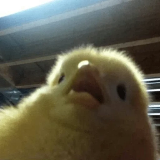 твиттер, цыпленок, цыпленок мем, веселые животные, цыпленок прической мем