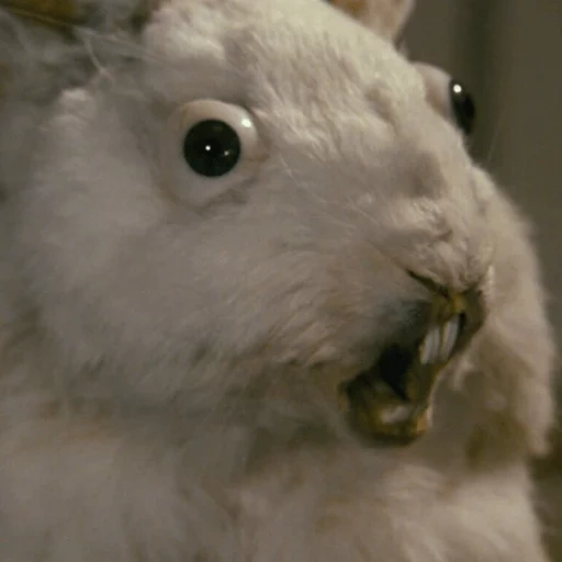 мяу, 18 лет, кролик, смешные кролики, упоротый кролик