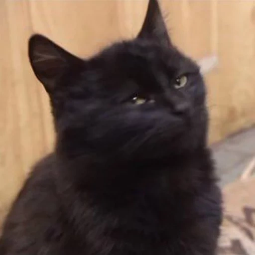черный кот, чёрная кошка, чернушка кот, черный котенок, скоттиш страйт черный