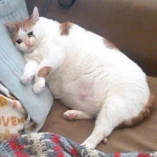 толстый кот мем, жирный кот, котик жирный, толстый кот, кошка толстая