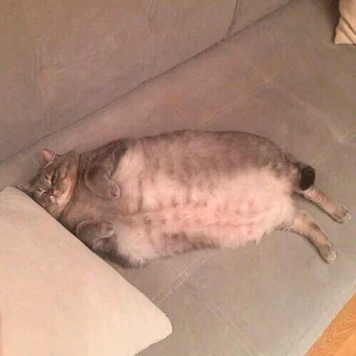 кот, толстый кот, жирный котик, кот жирный, кошка