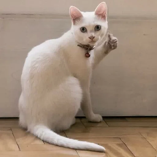approving cat, cat shows class, meme cat big finger, cat finger up, cat