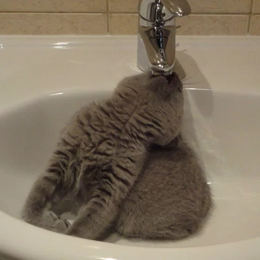 phil belov, cat dans l'évier, cat dans l'évier, un chat sans eau, les salauds de chat dans la salle de bain