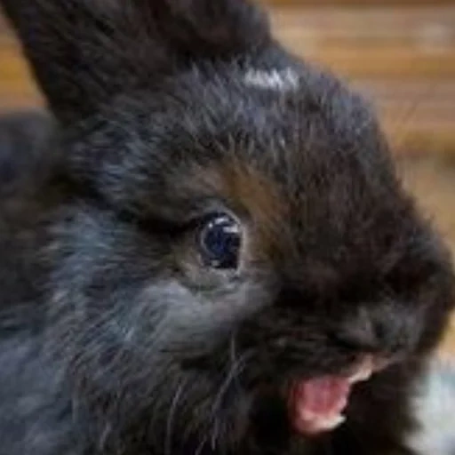 conejo negro, animales rotos, conejo enano, conejo pequeño