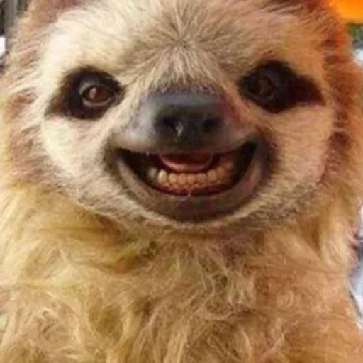 ленивец смешной улыбается с узкими глазами, ленивец милый, ленивец, ленивец смешной, животное ленивец