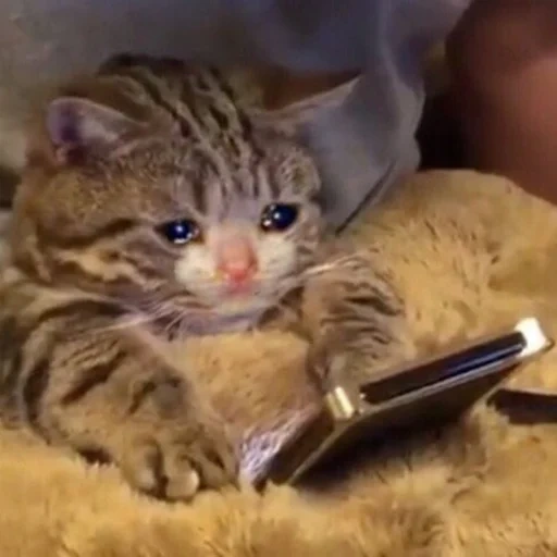 a cat with a phone cries, crying cat with a phone, crying cats, funny animals, cat