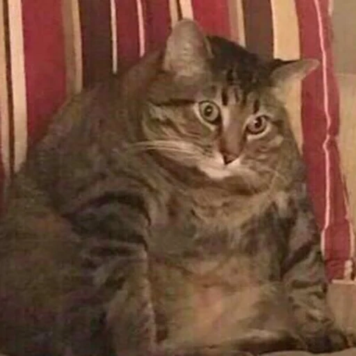 gato gordo, gato gordo, tristes gato gordo, gato gordo, fat cat meme