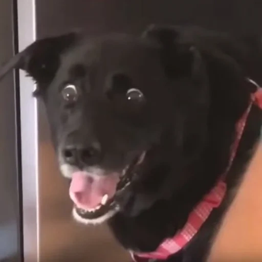 black dog in shock, dog in shock, dog, scared dog, surprised dog