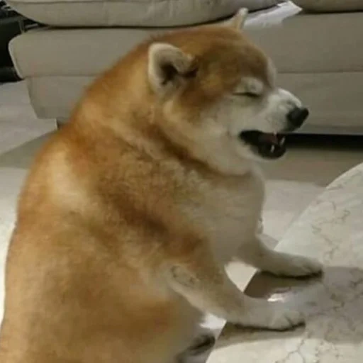 gordo akita inu, o cachorro chora com meme, siba akita akita akita, siba-inu, shiba inu