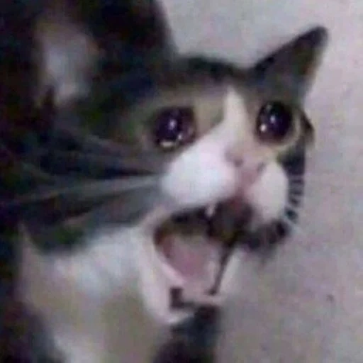 the cat crying meme, crying meme cat, cat cries memem, mem cat, crying cats dari memes