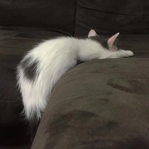 cat white, cat tail, cat, home cat, animal domestic