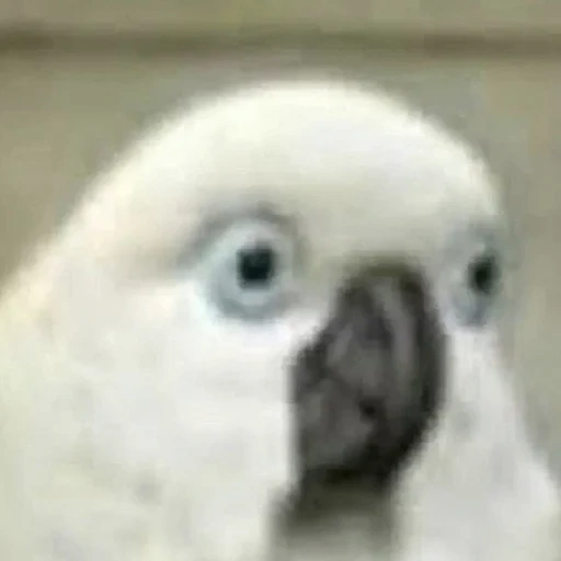 papagaio branco, papagaio falado, bubun, meme de papagaio branco, meme de papagaio