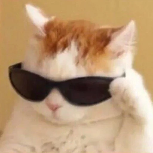 cool cat meme, cute cats, folders, bangtan boys