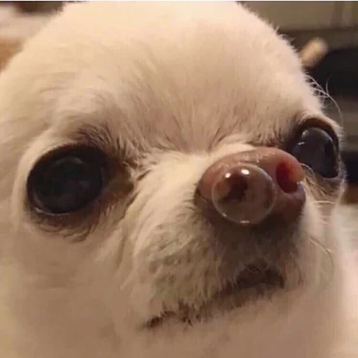 chihuahua with snot, chihuahua meme, dog with a bubble in the nose, dog with a bubble of nose, mem dog