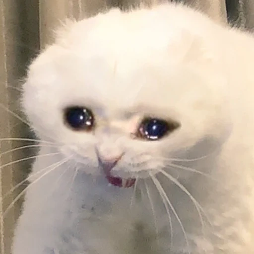 плачущие коты, грустный котик мем, плачущий котик, плачущий котик мем, плачущий кот