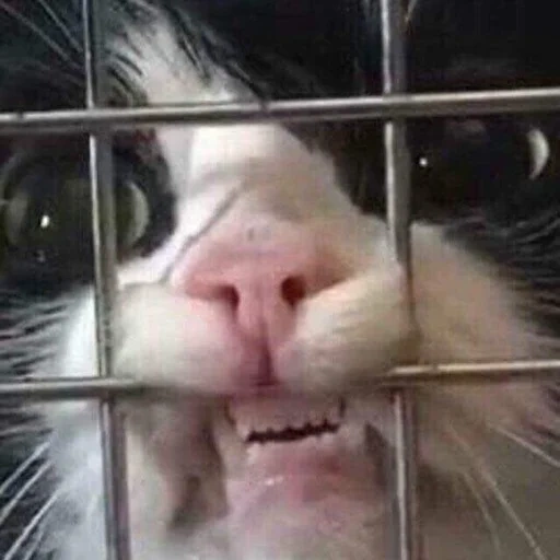gato, gato en una jaula, gato, gato detrás de las rejas, animales divertidos