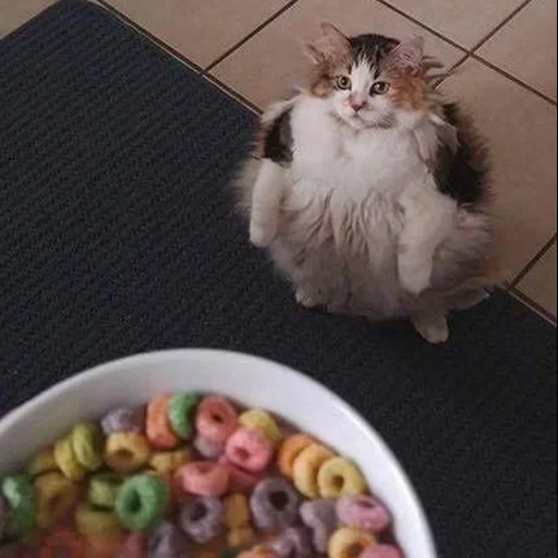 loops cat, cat, funny cats, cats, fat cat asking for food