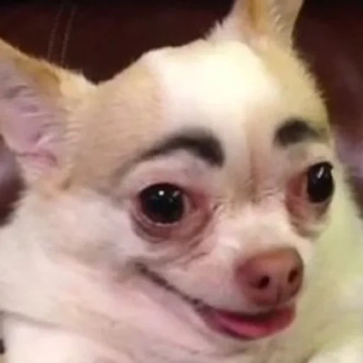 a dog with eyebrows, chihuahua with eyebrows, funny chihuahua, chihua with eyebrows, dog with painted eyebrows