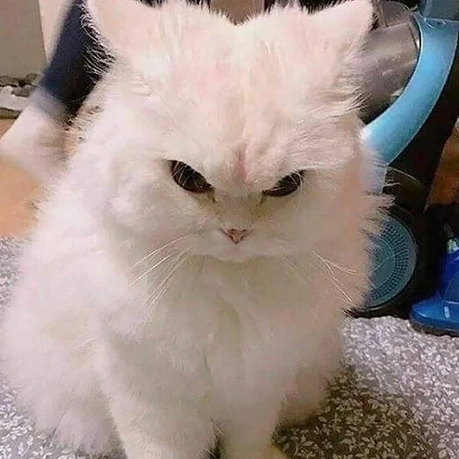 angry cat, the cat is angry, evil white cat, evil cute cat, persian cat
