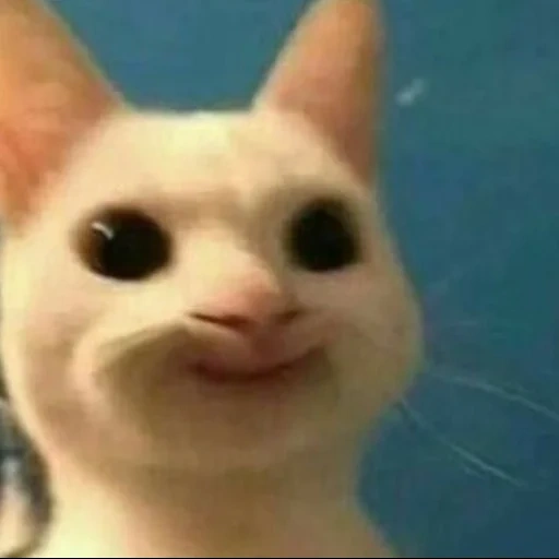 gatos, memes de gatos, animales, memic lindo gato, gato sonriente