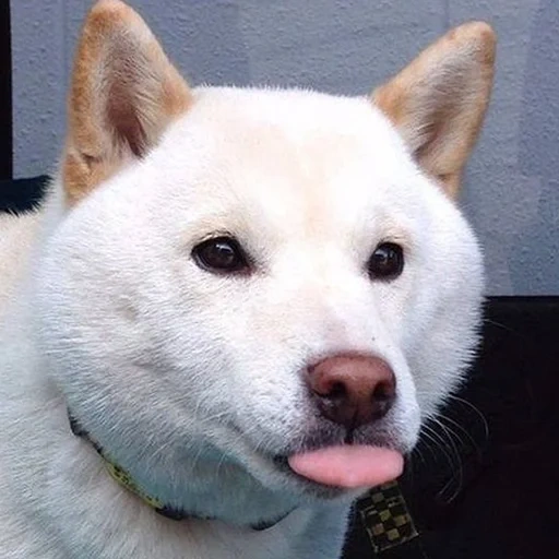 cão, cachorro akita, a raça akita, siba é branco, raça de shiba