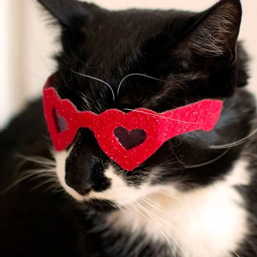 кошка, очки котов, животные милые, кот сердечками, кошка сердечком
