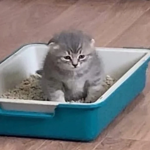 cat, cat litter, kittee tray, the cat is ordinary, cat kitten