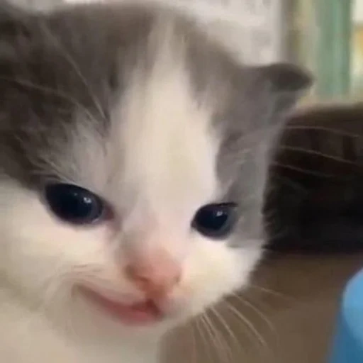cat, cat, cat, a kitten meme, crying kitten