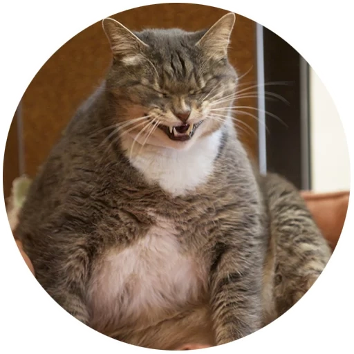 fette katze, fette katze, sehr dicke katze, big fat cat, big fat cat