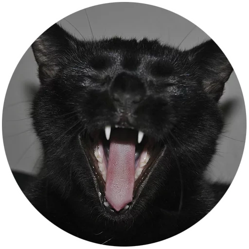 der kater, schwarzer kater, schwarze katze gähnen, schwarze katze mit reißzähne, schwarze katze gähnen