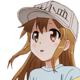 Loli Platelet