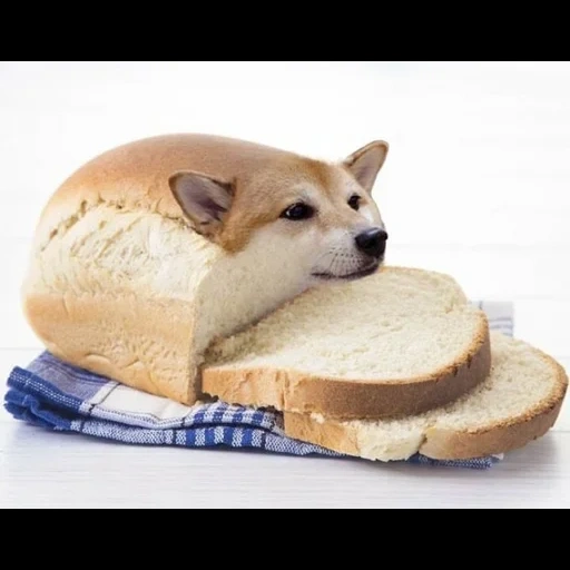 doge, cutie pie, doge meme, doug bread, doge ironic