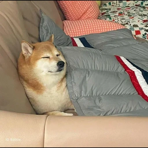 memes, shiba inu, shiba inu, shiba inu meme, siba inu memes with inscriptions