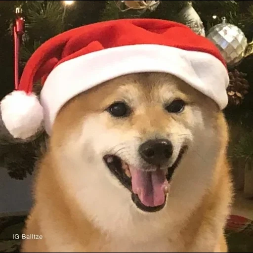 doge, собака, щенки акита ину, новогодний доги, doge новогодней шляпе